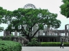 Hidden behind the tree. The A-bomb dome