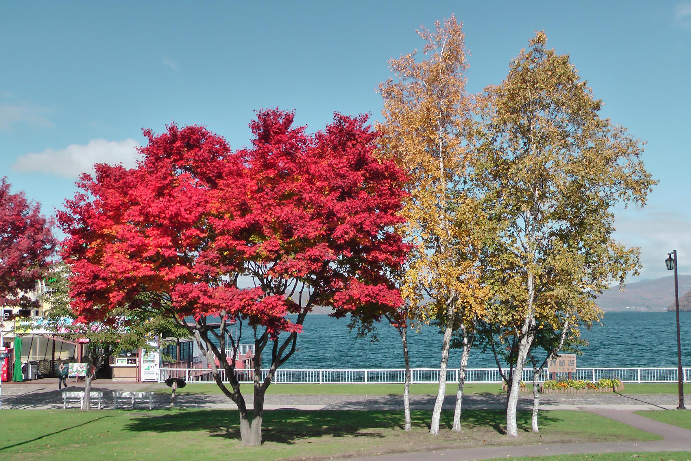 fall foliage at Lake Toya