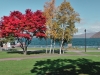 autumn foliage at Lake Toya