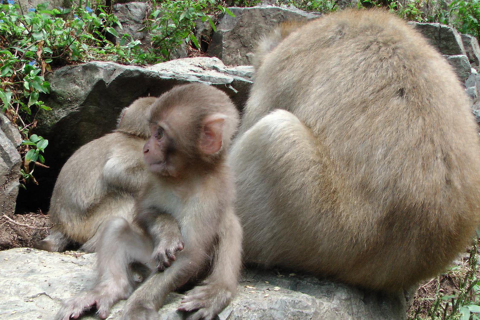 Snowmonkeys