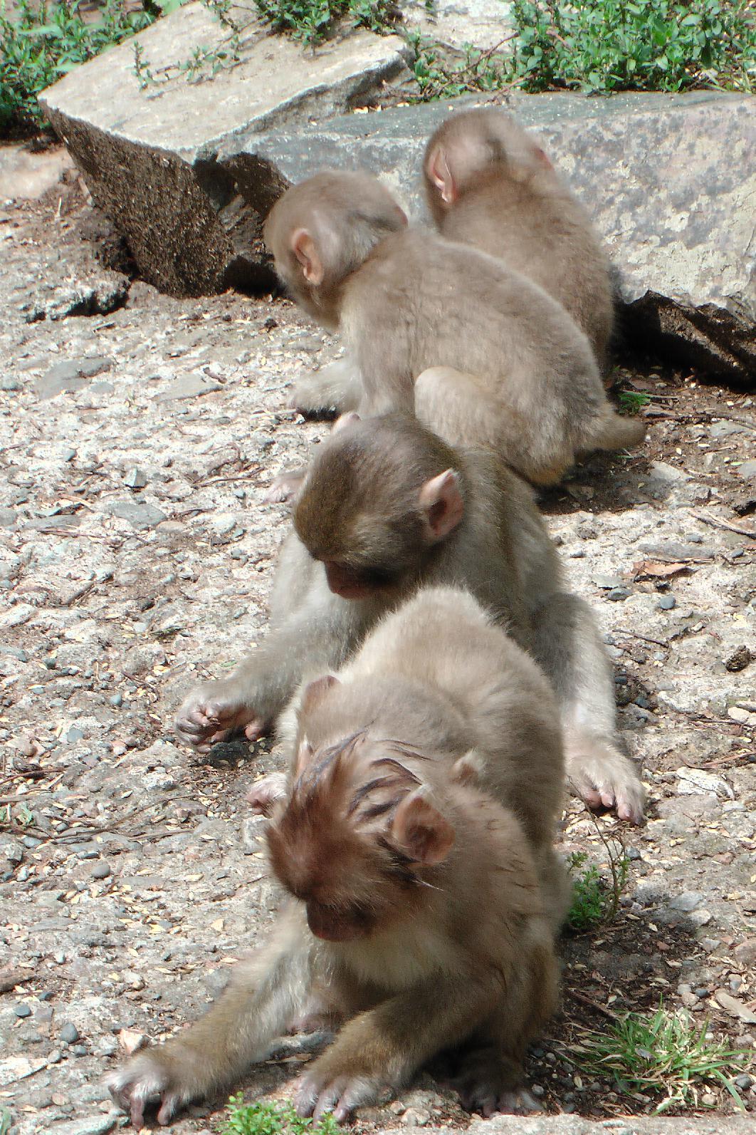 Snowmonkeys