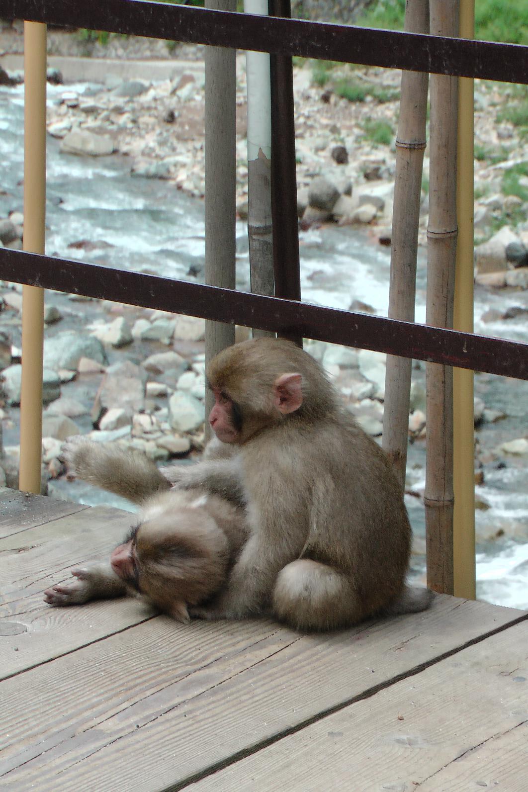 Snowmonkeys