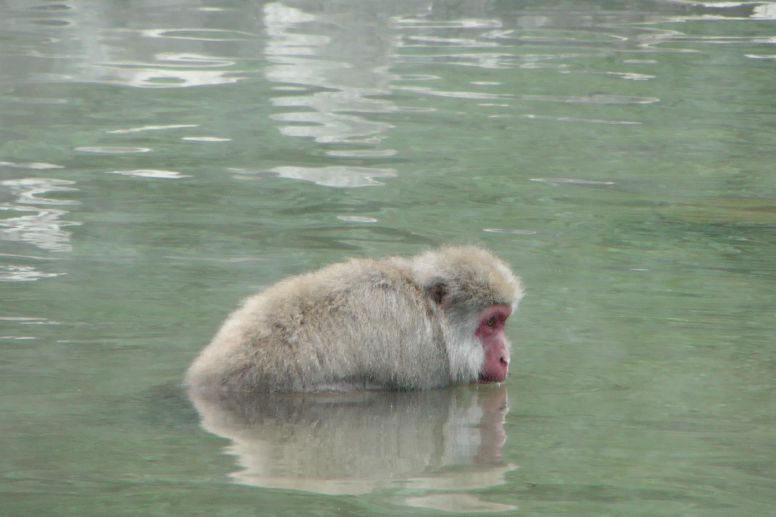 Snowmonkey in the Onsen