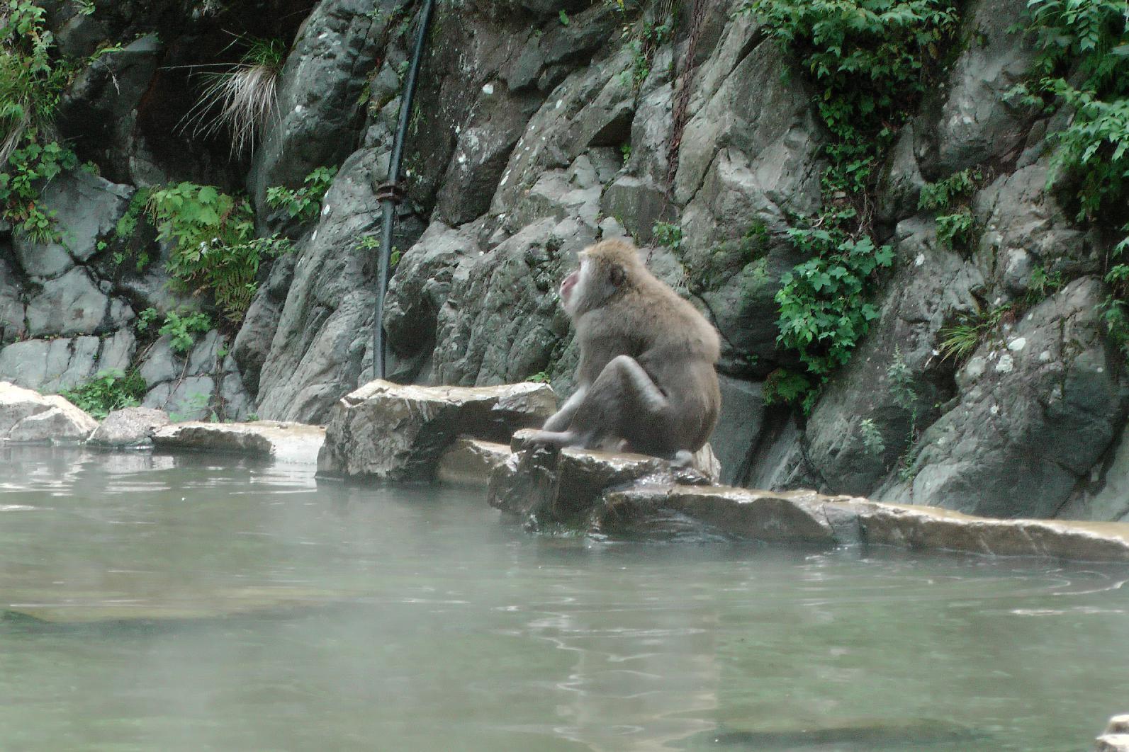 Snowmonkey at the Onsen