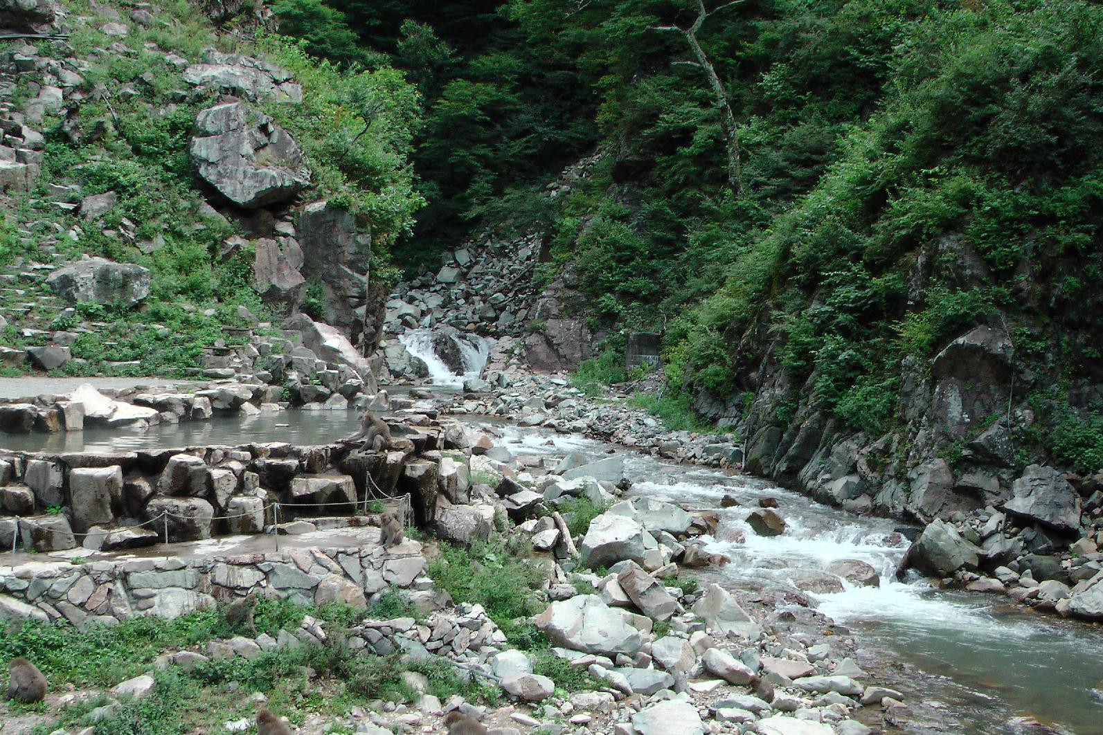 Snowmonkey onsen and river 