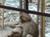 Snowmonkeys