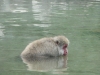 Snowmonkey in the Onsen