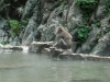 Snowmonkey at the Onsen