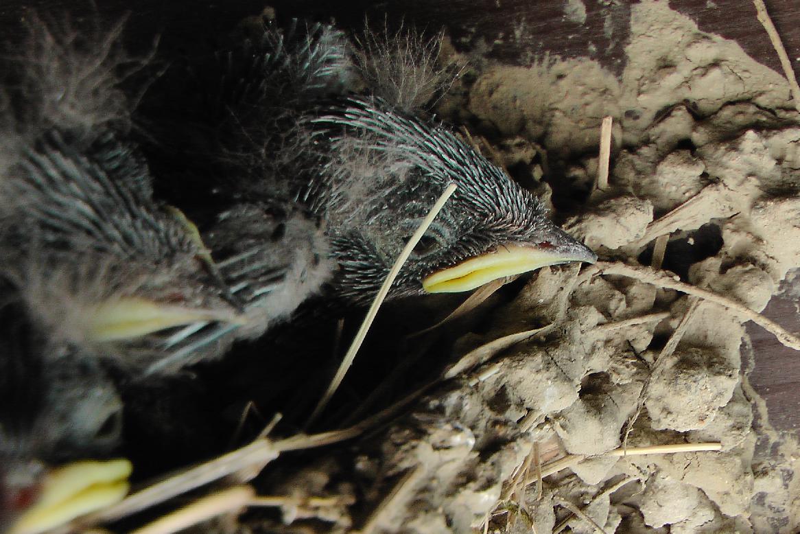 bird nest at the youth hostel