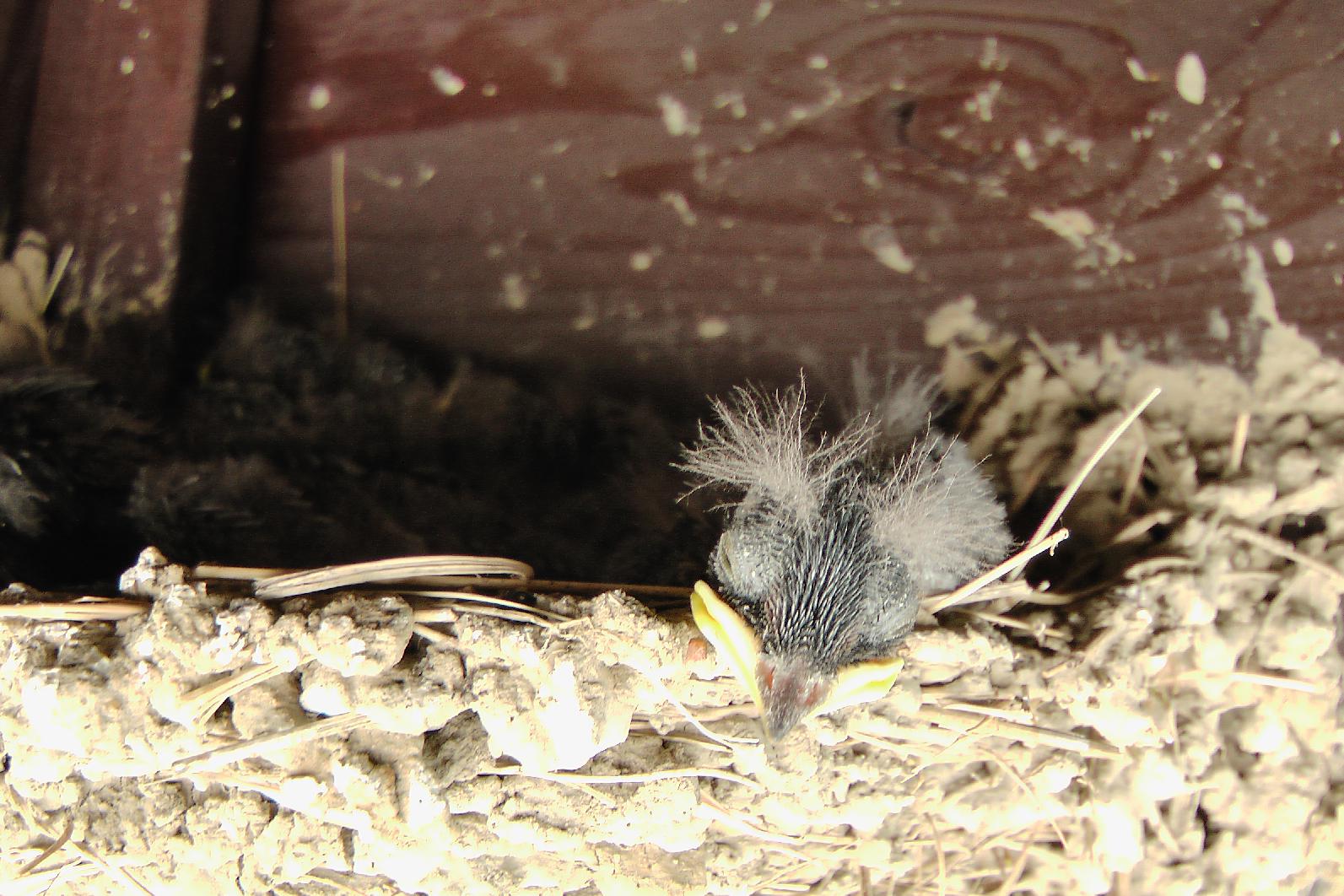 bird nest at the youth hostel