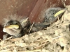 bird nest at the youth hostel