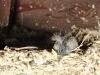 bird nest at the youth hostel