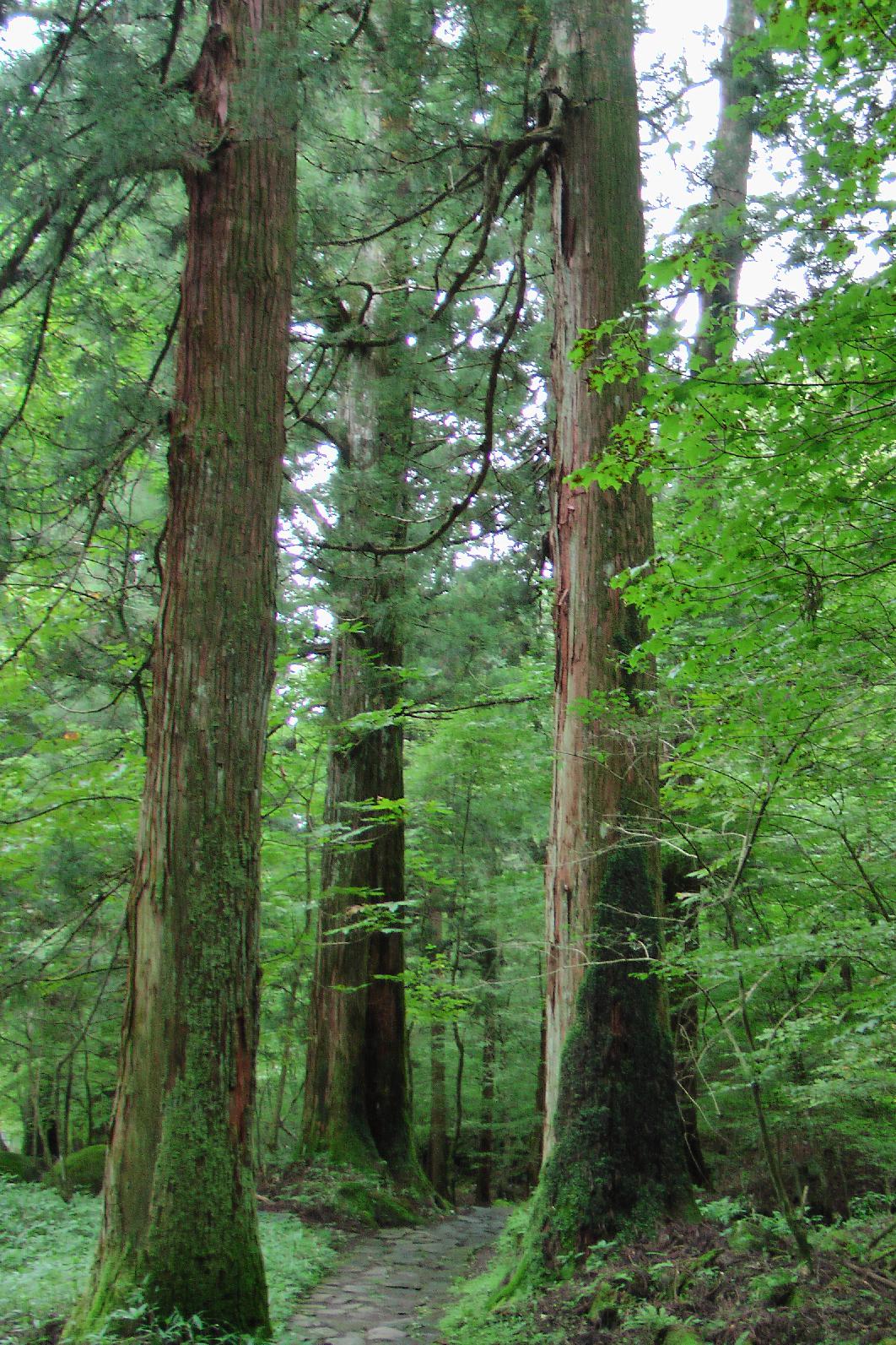 Nikko's national park beginns right behind the mausoleum 