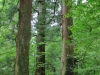 Nikko's national park beginns right behind the mausoleum 