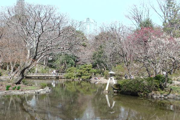 first spurs of the japanese cherry blossom Season (Hanami)