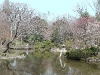 first spurs of the japanese cherry blossom Season (Hanami)