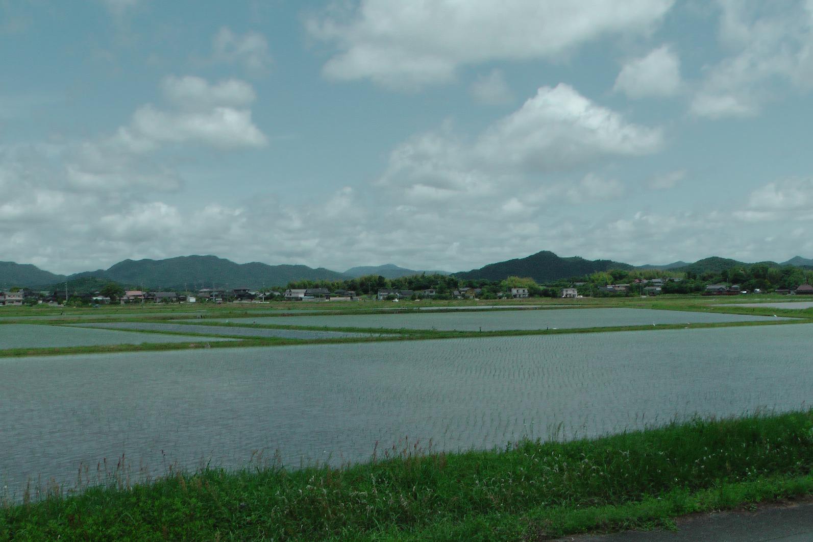 rice fields on the way from Ube to Iwakuni