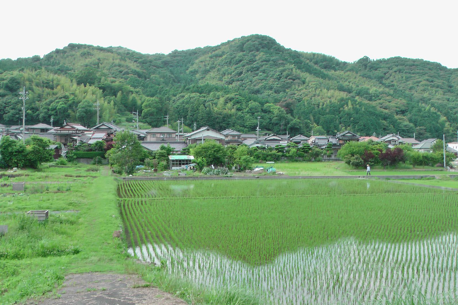 rice fields short before Kudamatsu 