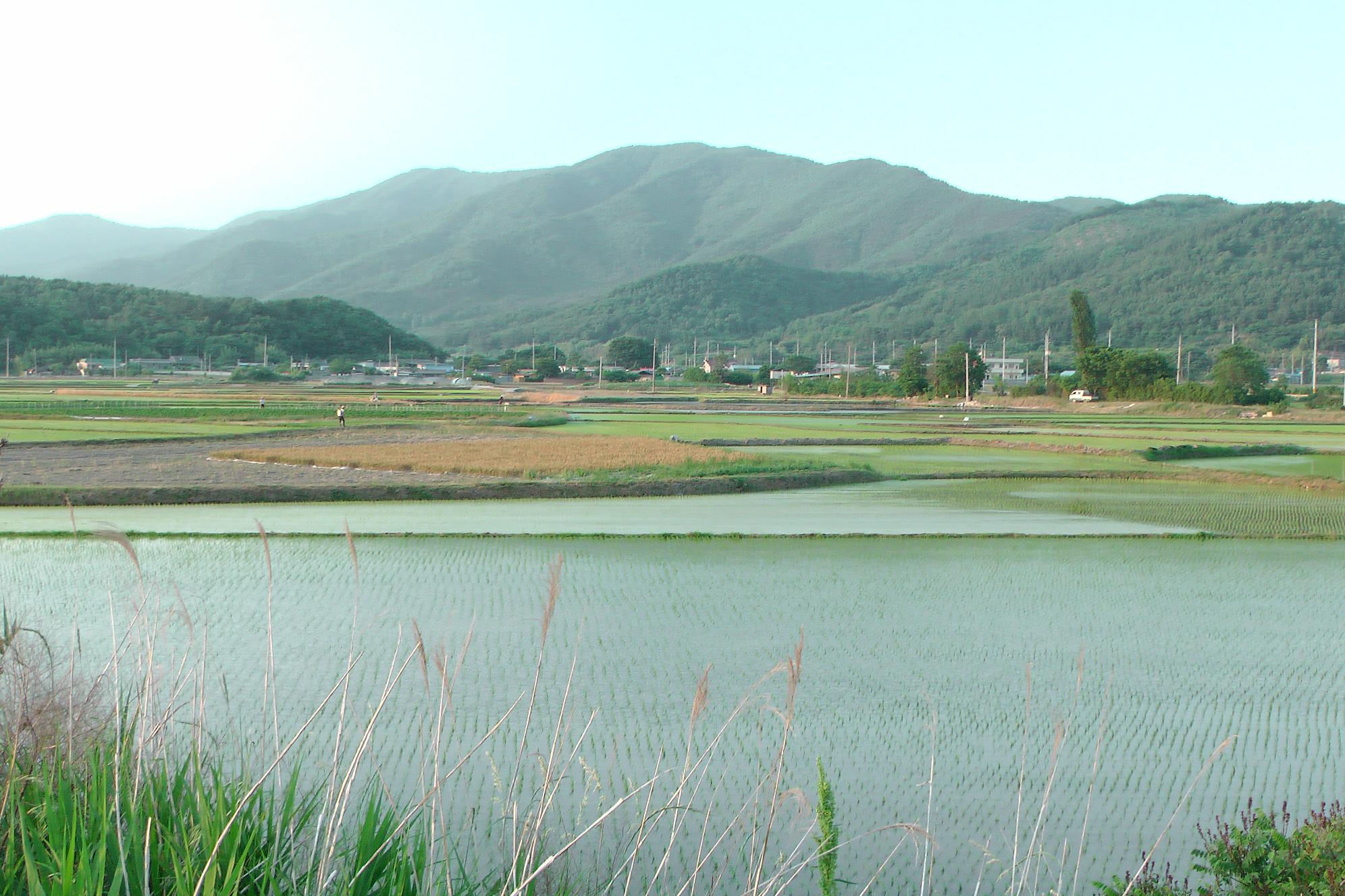 Rice fields alongside the way to Gyeongju