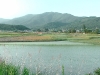 Rice fields alongside the way to Gyeongju