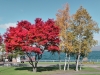 fall foliage at Lake Toya