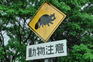 Tanuki