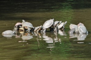 turning turtles