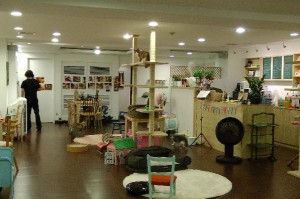 Cat cafe in Seoul