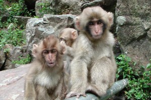 Snowmonkeys