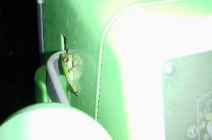telefrog