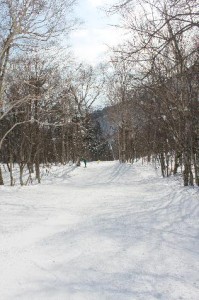 Furano Forrest