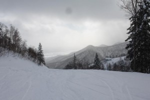 Furano forest